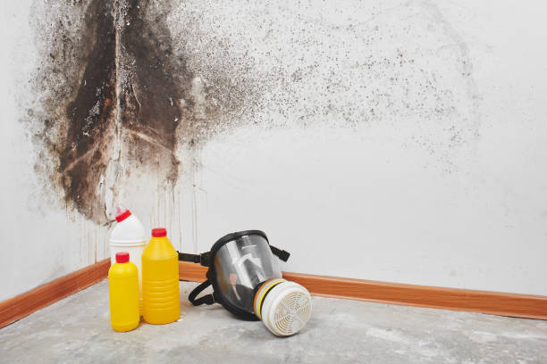 Professional Mold Removal in Fennimore, WI