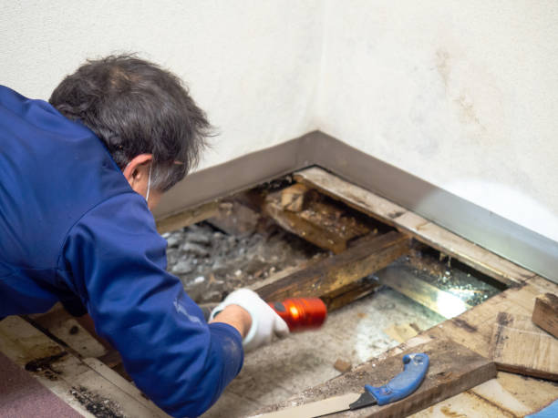 Best Best Mold Removal Companies  in Fennimore, WI