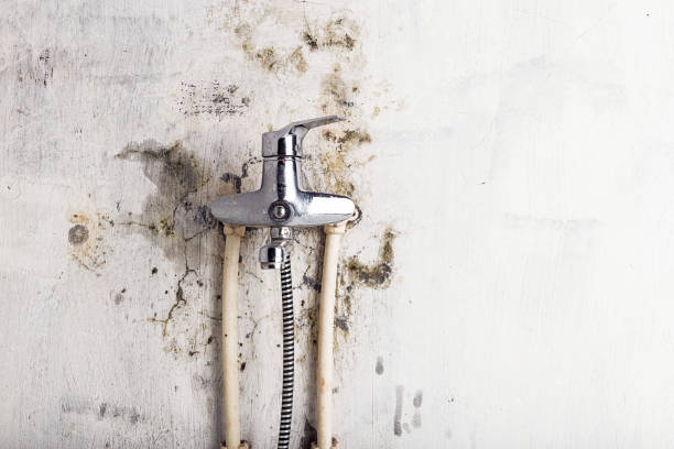 Best Office Mold Removal Services  in Fennimore, WI