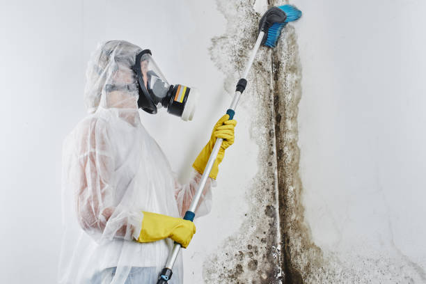 Best Commercial Mold Removal  in Fennimore, WI