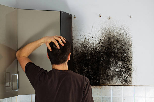 Best Mold Damage Repair  in Fennimore, WI