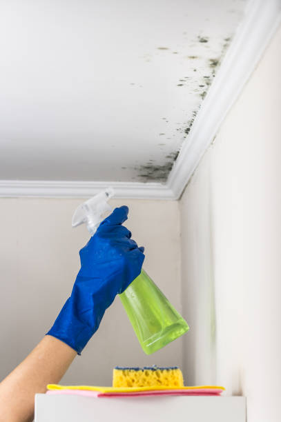 Best Office Mold Removal Services  in Fennimore, WI
